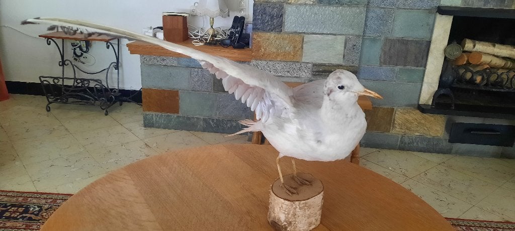 Opgezette Meeuw, Verzamelen, Ophalen, Gebruikt, Vogel, Opgezet dier