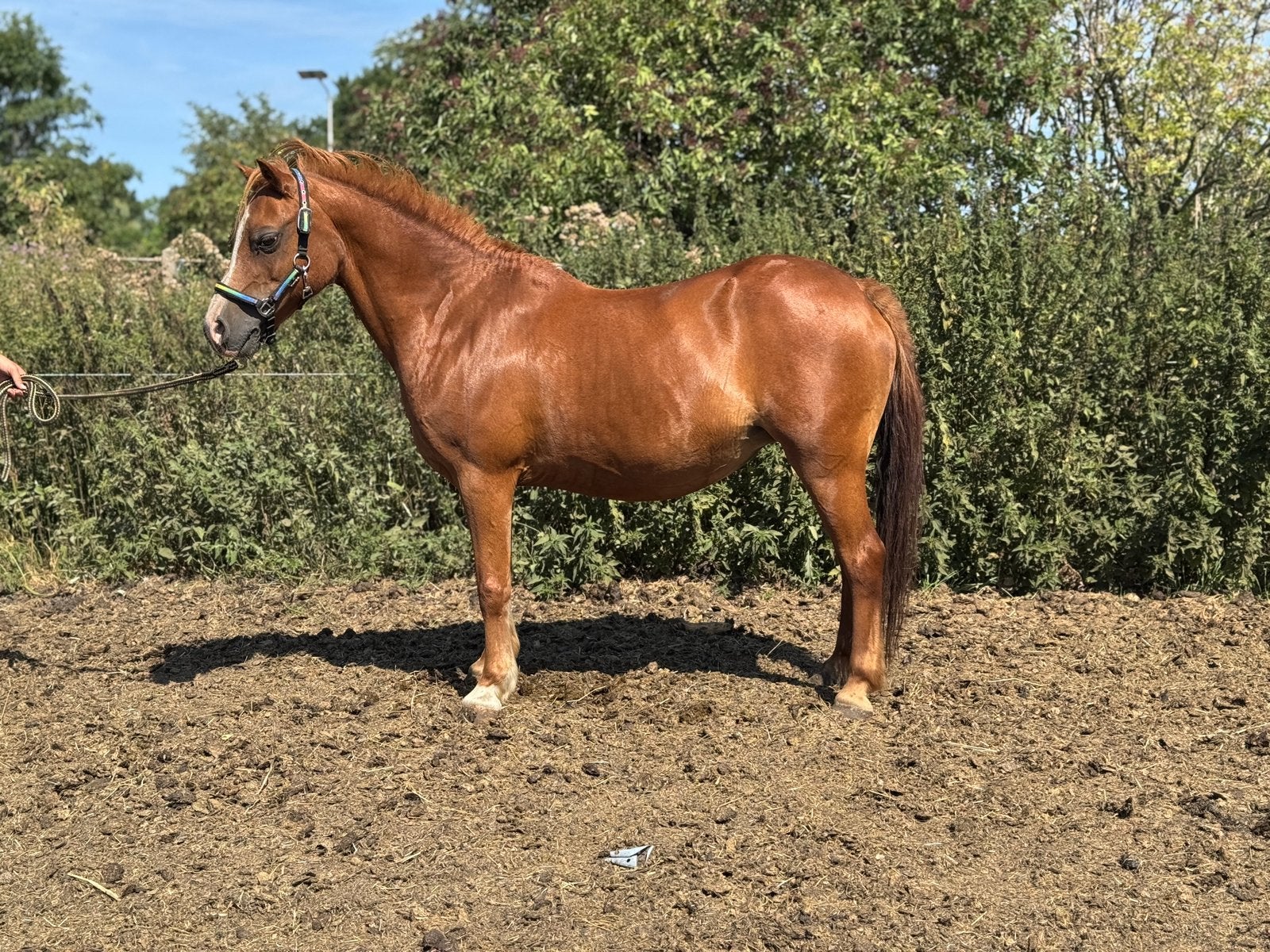 Lieve welsh b pony merrie, Merrie, B, Met stamboom, B pony (1.17m tot 1.27m)