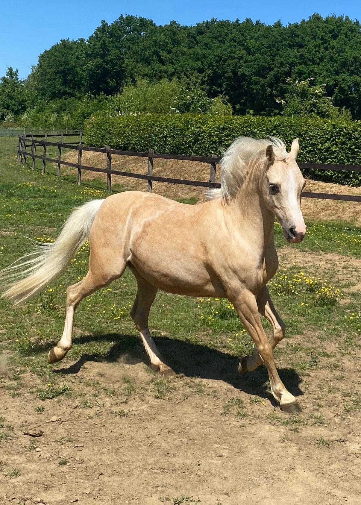 Palomino welsh b merrie, Animaux & Accessoires, Jument, B