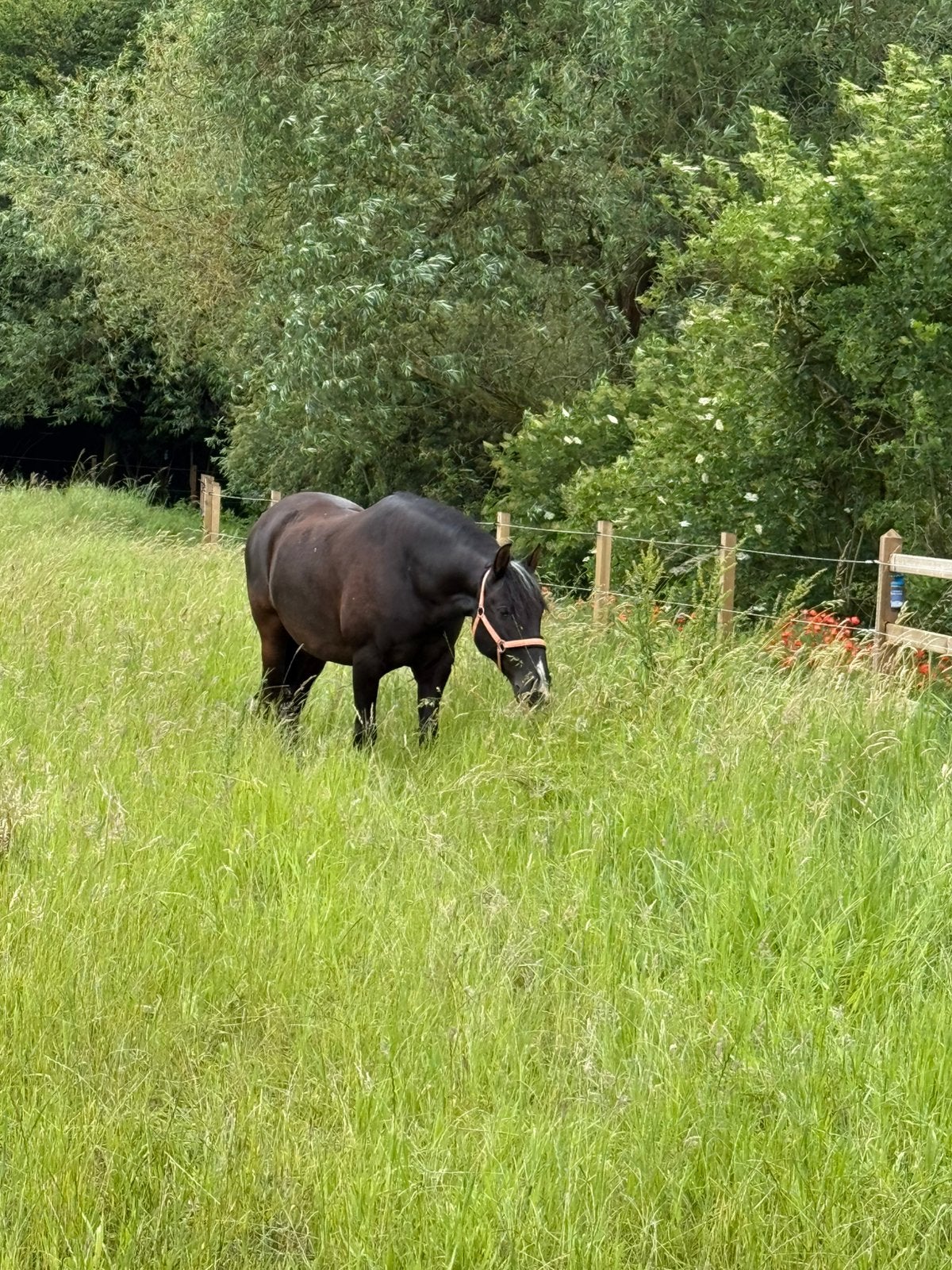Weidepension aangeboden regio Landen/Gingelom