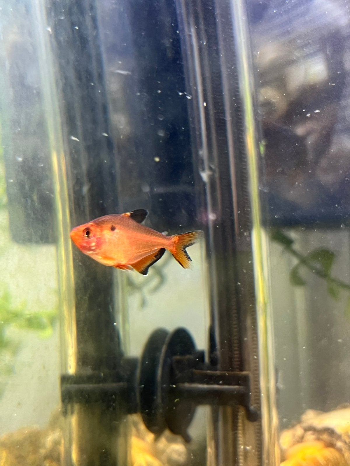 Zalm visjes te koop, Dieren en Toebehoren, Vissen | Aquariumvissen, Vis, Zoetwatervis, Schoolvis