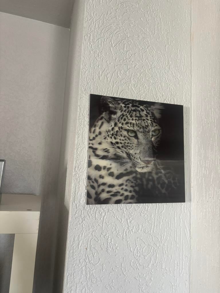 3D Wissellijst Sneeuwluipaard / Panter., Ophalen