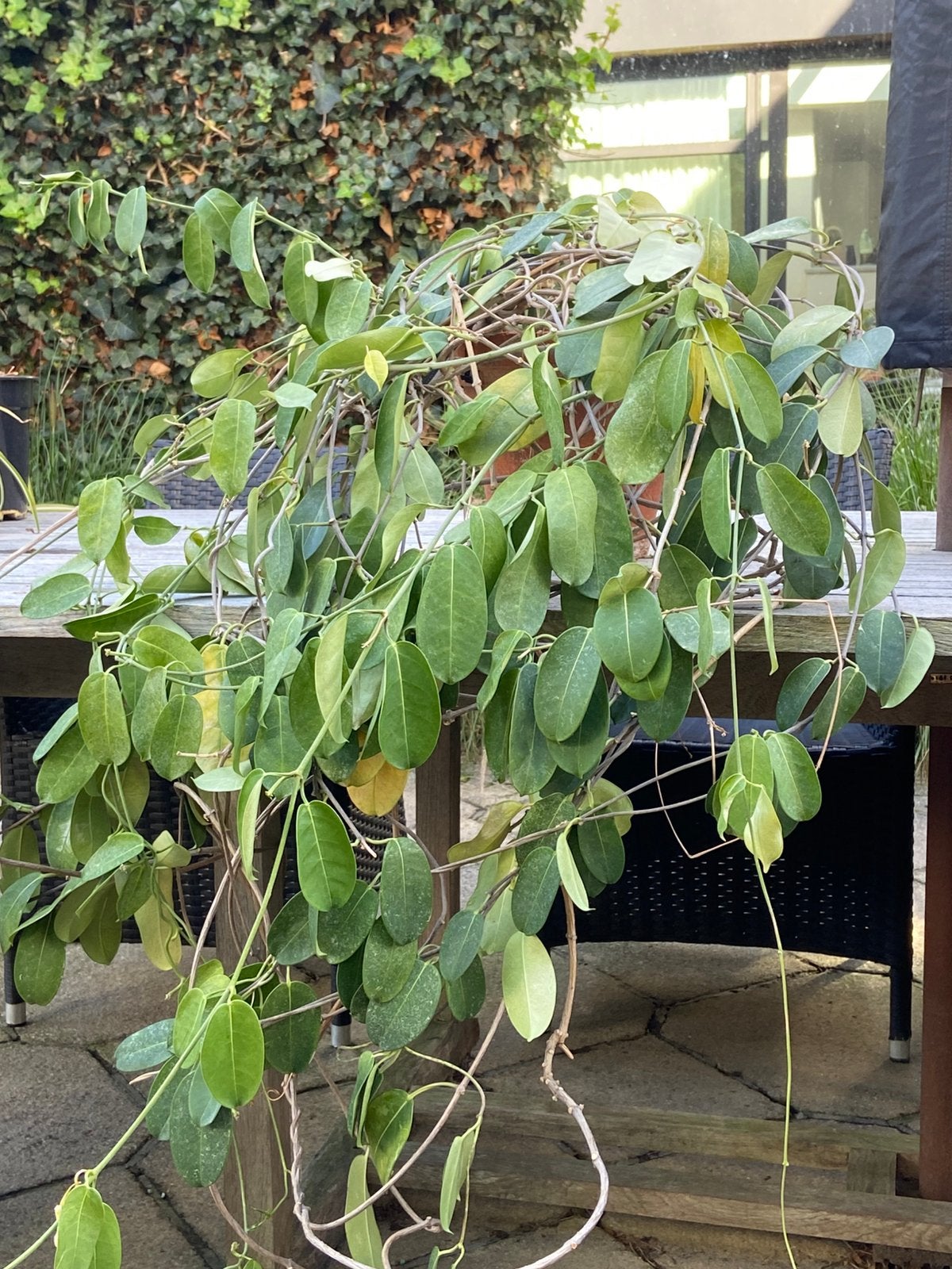 Kamerplant, Tuin en Terras, Ophalen of Verzenden