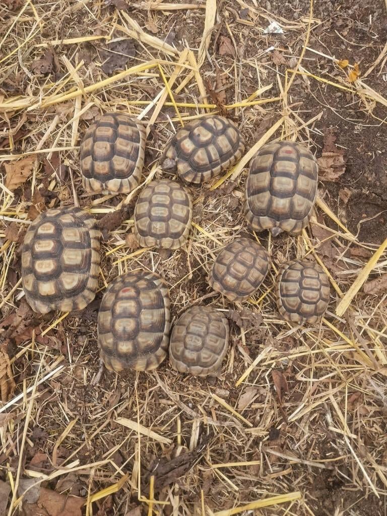 Griekse Klokschildpadden- Testudo Marginata 85 €, Dieren en Toebehoren, Schildpad, 3 tot 6 jaar