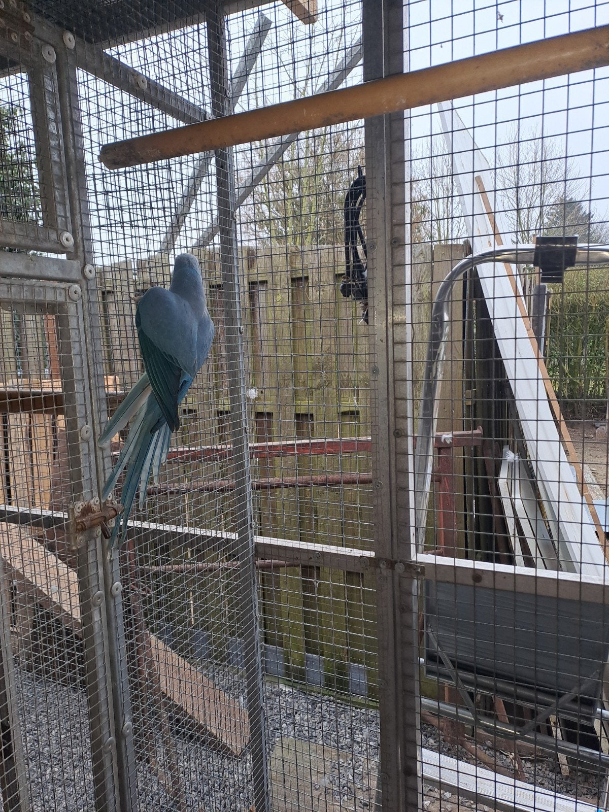 Halsbanden alle kleuren  wit geel blauw groen en grijs, Animaux & Accessoires
