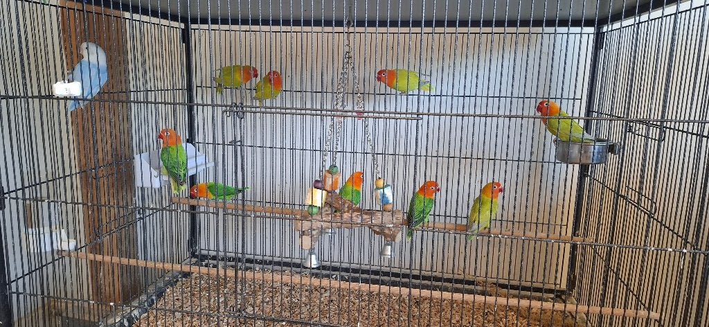 Agapornis Fischeri Dilute, Plusieurs animaux, Perroquet nain ou Inséparable, Bagué