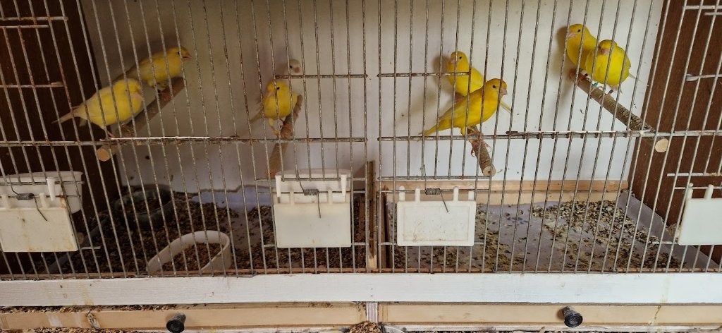 kanarie, Dieren en Toebehoren, Vogels | Kanaries, Meerdere dieren, Zangkanarie