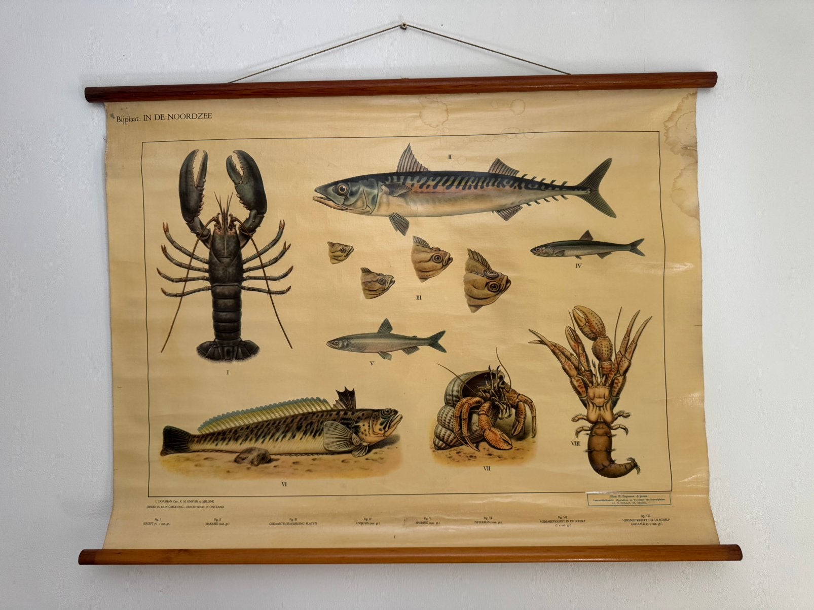 Schoolkaart in de noordzee, Antiquités & Art, Antiquités | Cartes scolaires, Enlèvement, Nature et Biologie