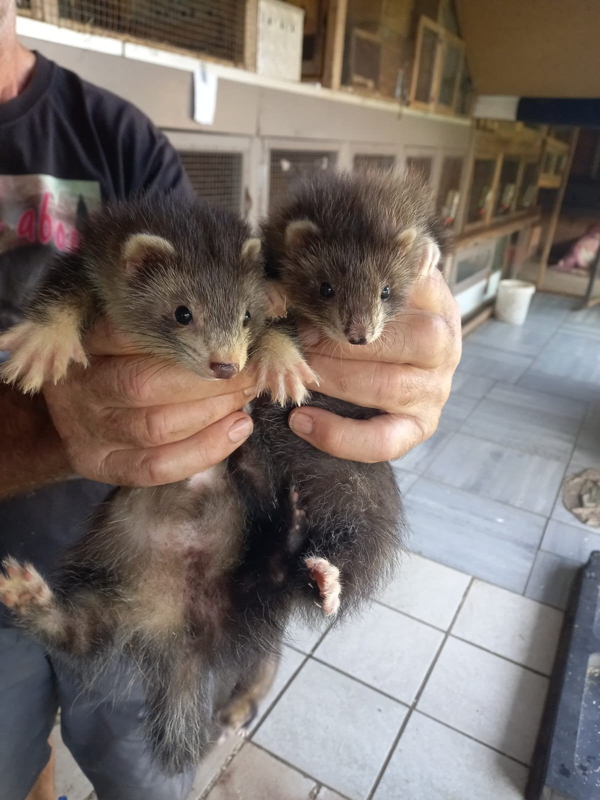 Angora fretjes, April, Mannelijk