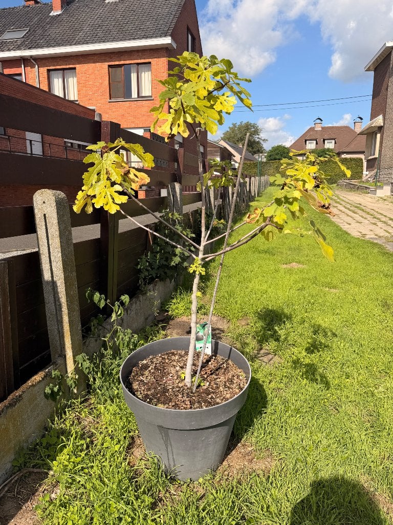 Vijgenboom, Enlèvement, Figuier