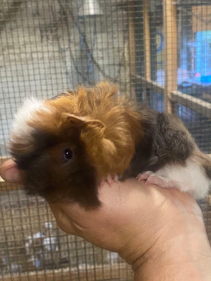 Ours de Pérouse, Mai, Mâle