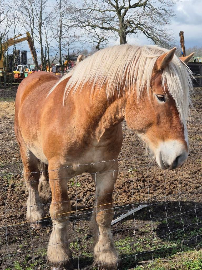 Trekpaard hengst, Dieren en Toebehoren, Met stamboom, Hengst, Tuigpaard, Onbeleerd