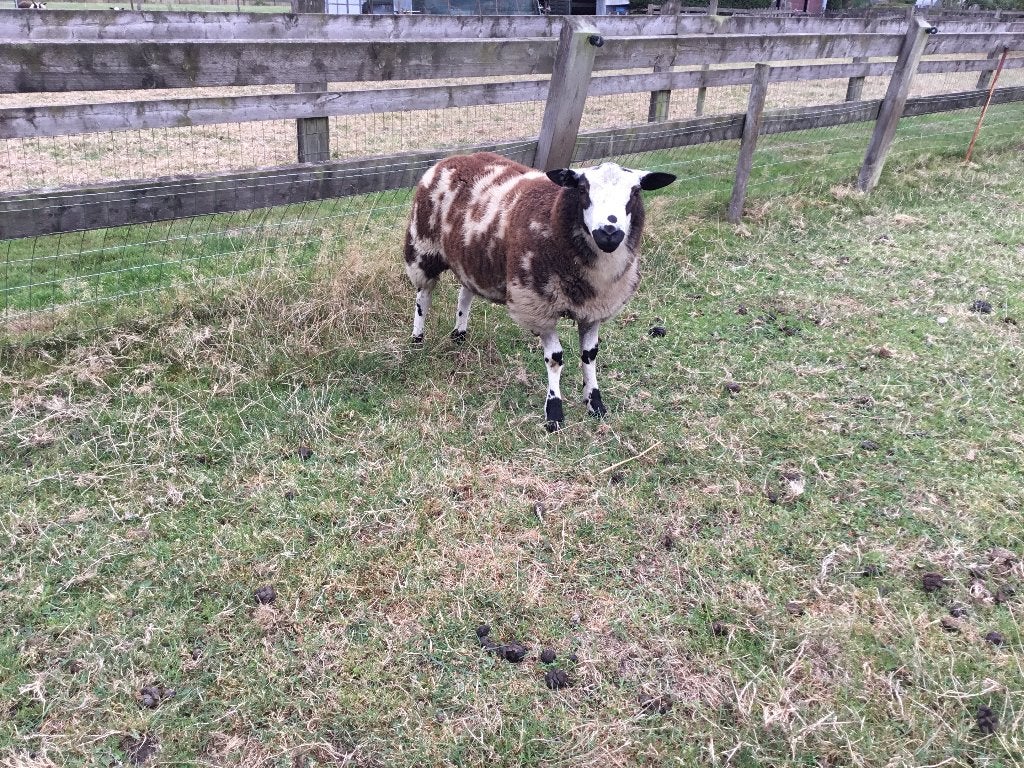 Mooie dekbokken, Dieren en Toebehoren, Mannelijk, Schaap, 0 tot 2 jaar