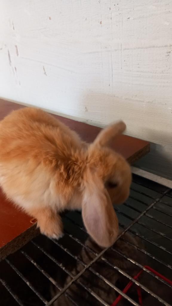 Nederlands hangoortjes minilops te koop