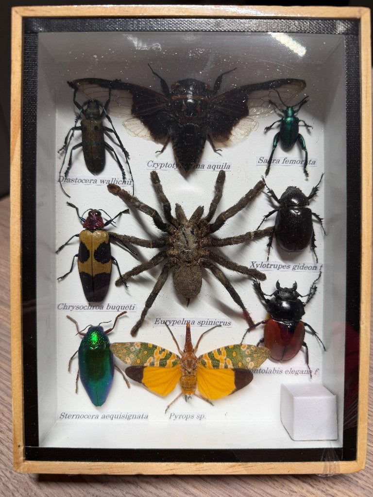 Uniek frame met echte opgemaakte insecten (geen Cites soort), Enlèvement ou Envoi, Neuf, Autres, Animal empaillé