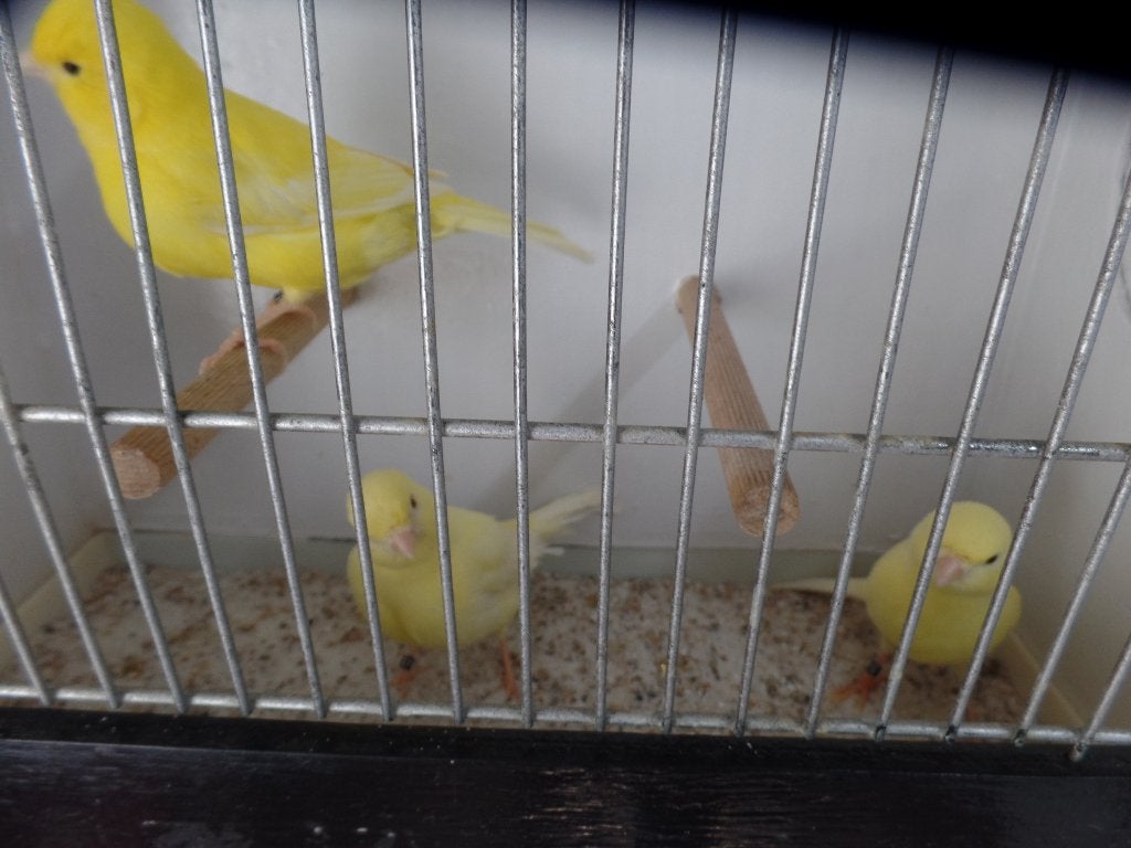 Kleurkanaries geel. 2 mannen en 2 poppen., Dieren en Toebehoren