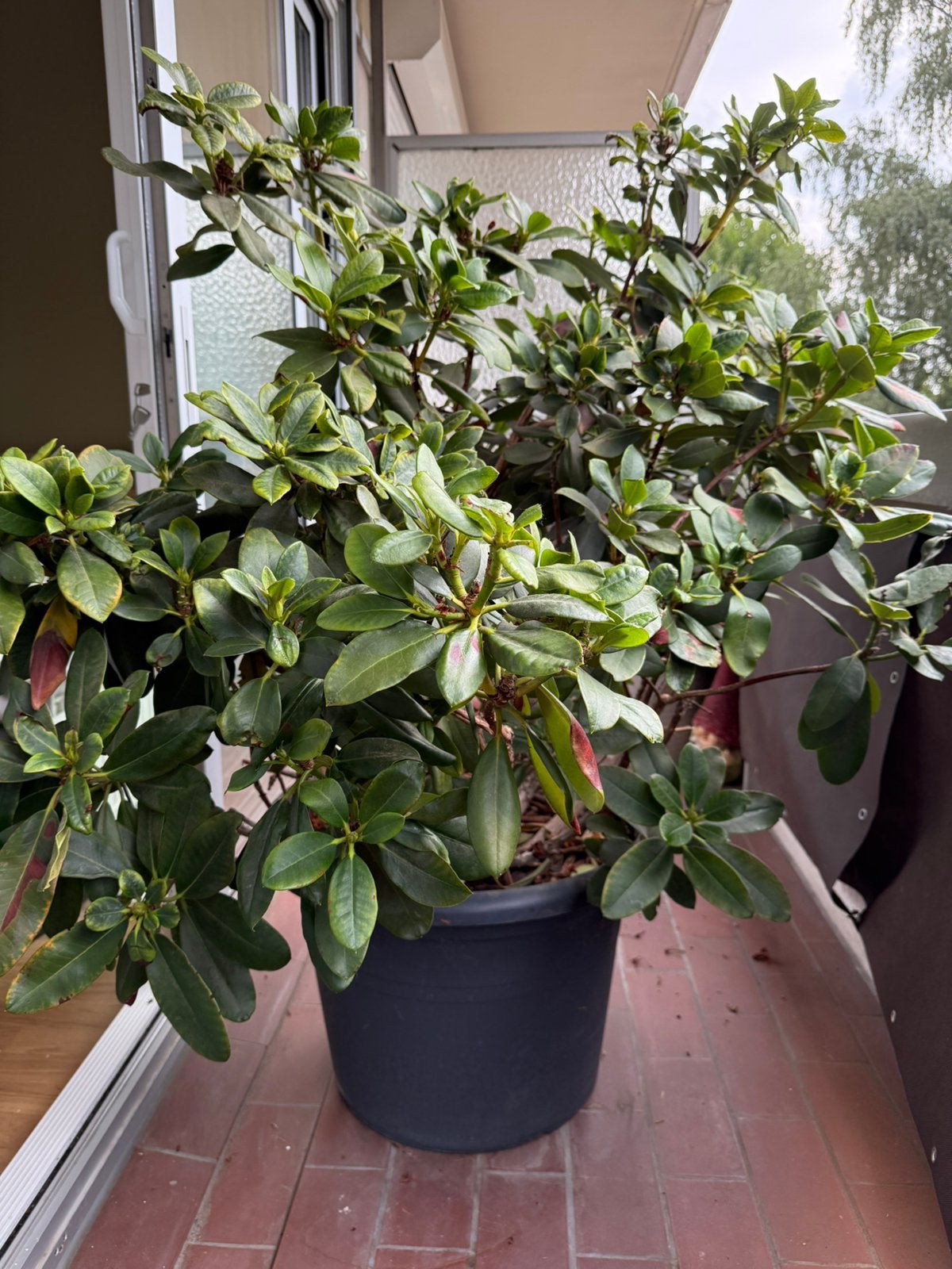 Magnifique Rhododendron, Enlèvement