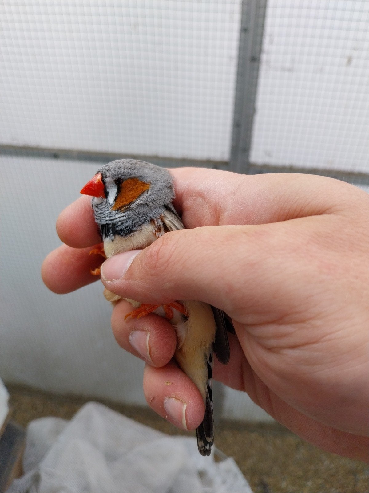 Zebravinken, Dieren en Toebehoren, Vogels | Overige Vogels, Meerdere dieren