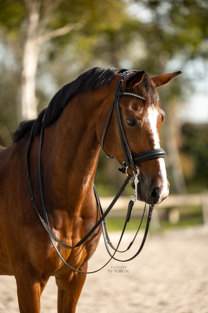 Weidemaatje aangeboden, Dieren en Toebehoren, Ruin, 160 tot 165 cm, Met stamboom, 11 jaar of ouder