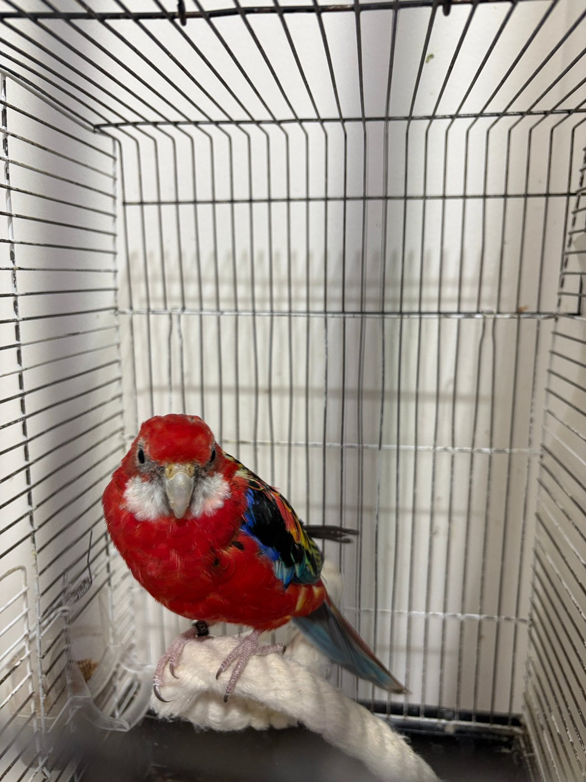 Omnicolore male