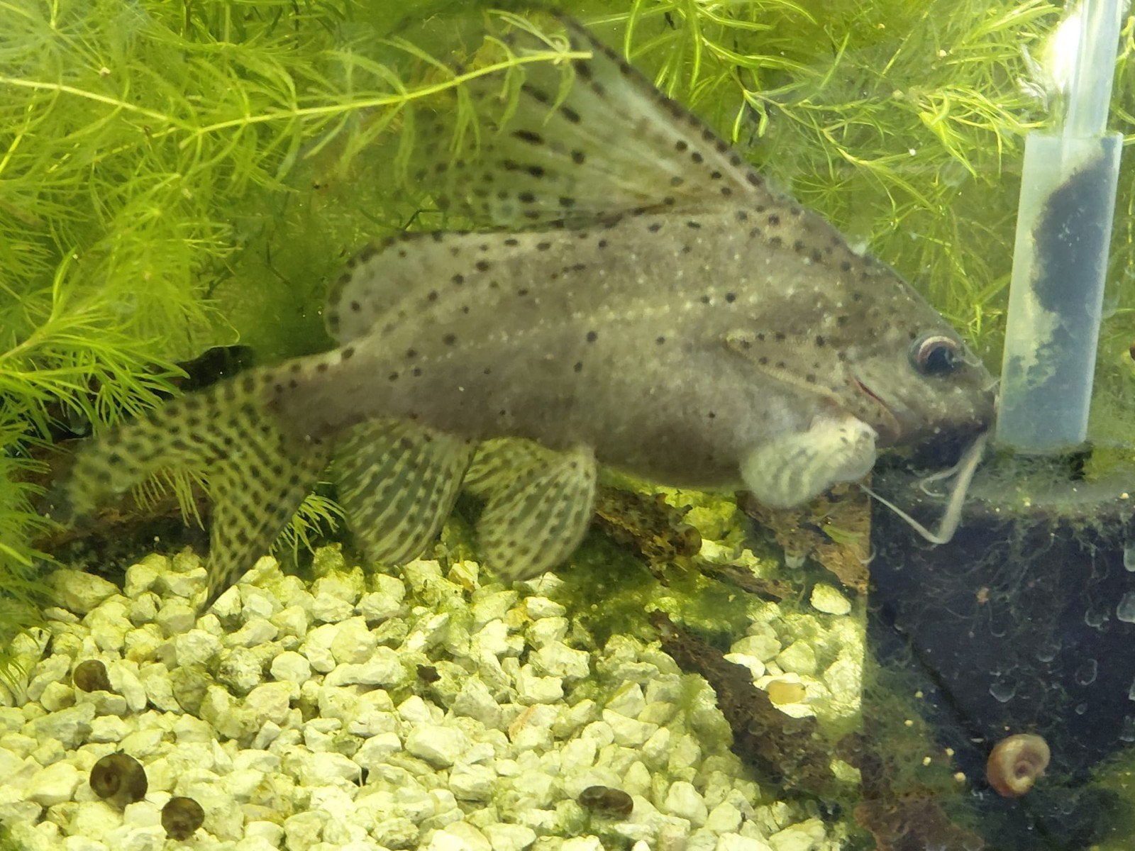 Grote aquarium meerval