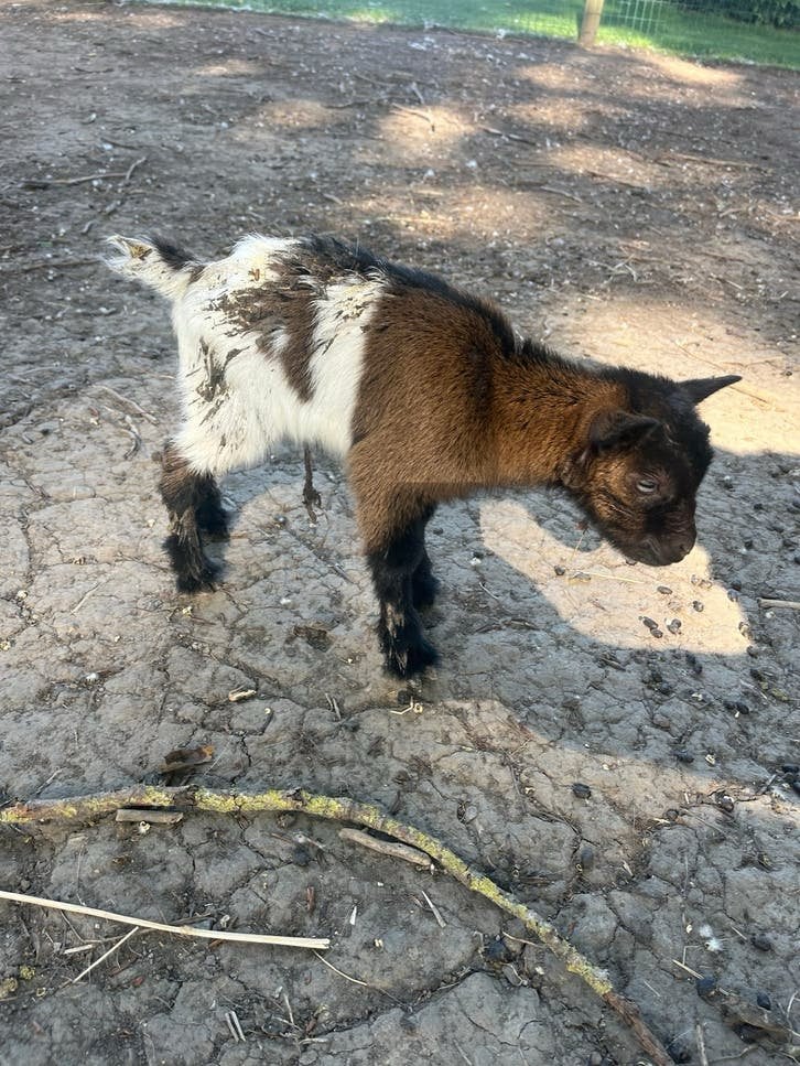 6 prachtige geiten te koop (koppel met 4 lammetjes)., Dieren en Toebehoren, Meerdere dieren, Geit, 3 tot 5 jaar