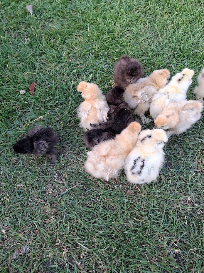 Poussins à soie des États-Unis, Animaux & Accessoires, Sexe inconnu, Poule ou poulet