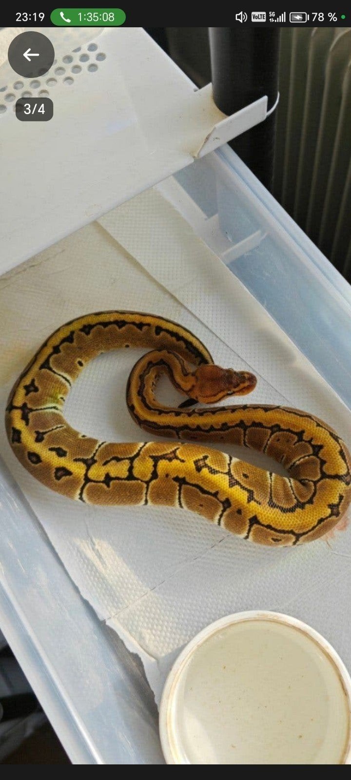 Pythons Regius Ball Python photo 5