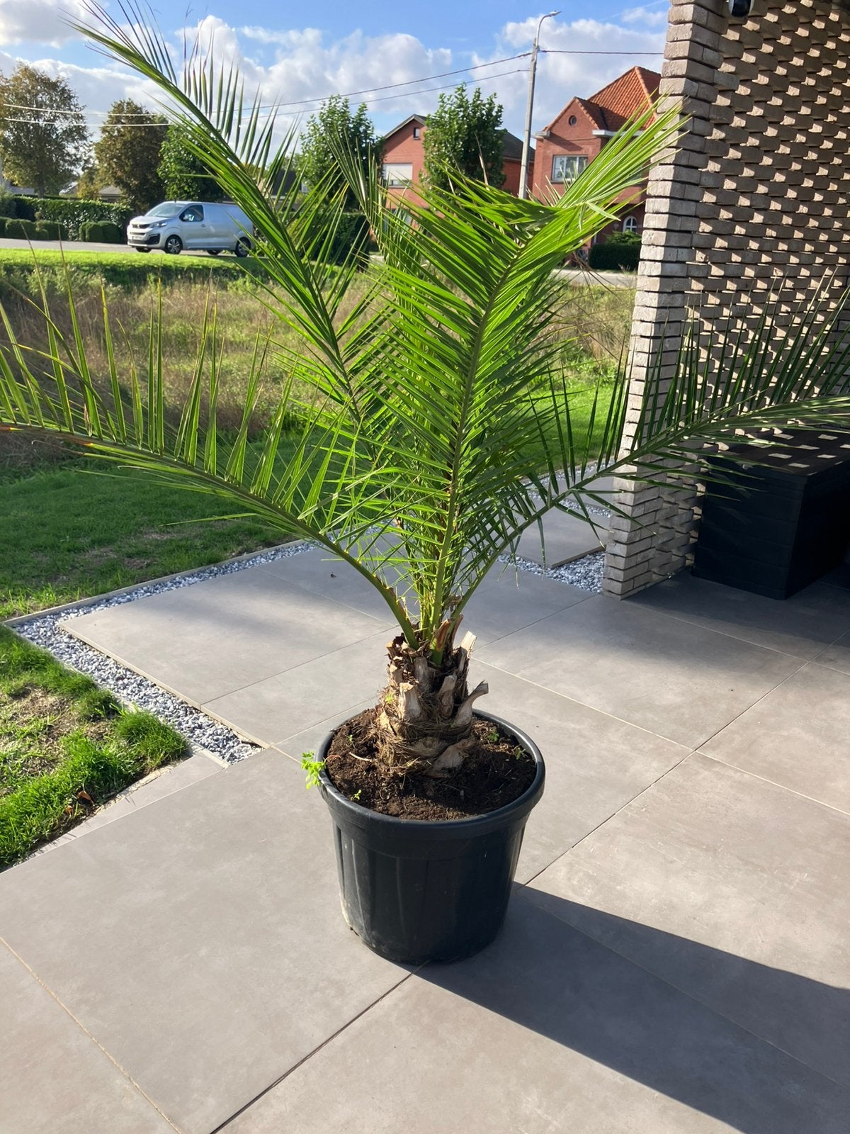 Prachtige Phoenix Canariensis - canarische palmboom, Tuin en Terras, Ophalen