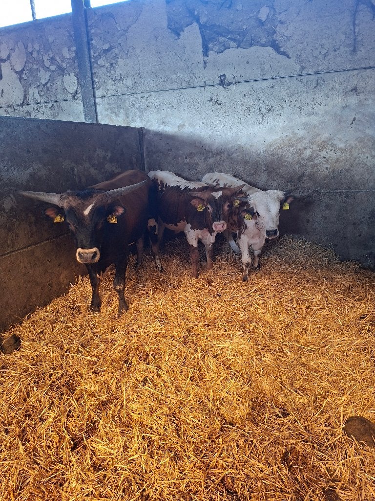 Texas longhoornstiertjes, Dieren en Toebehoren, Runderen, Mannelijk, 0 tot 2 jaar