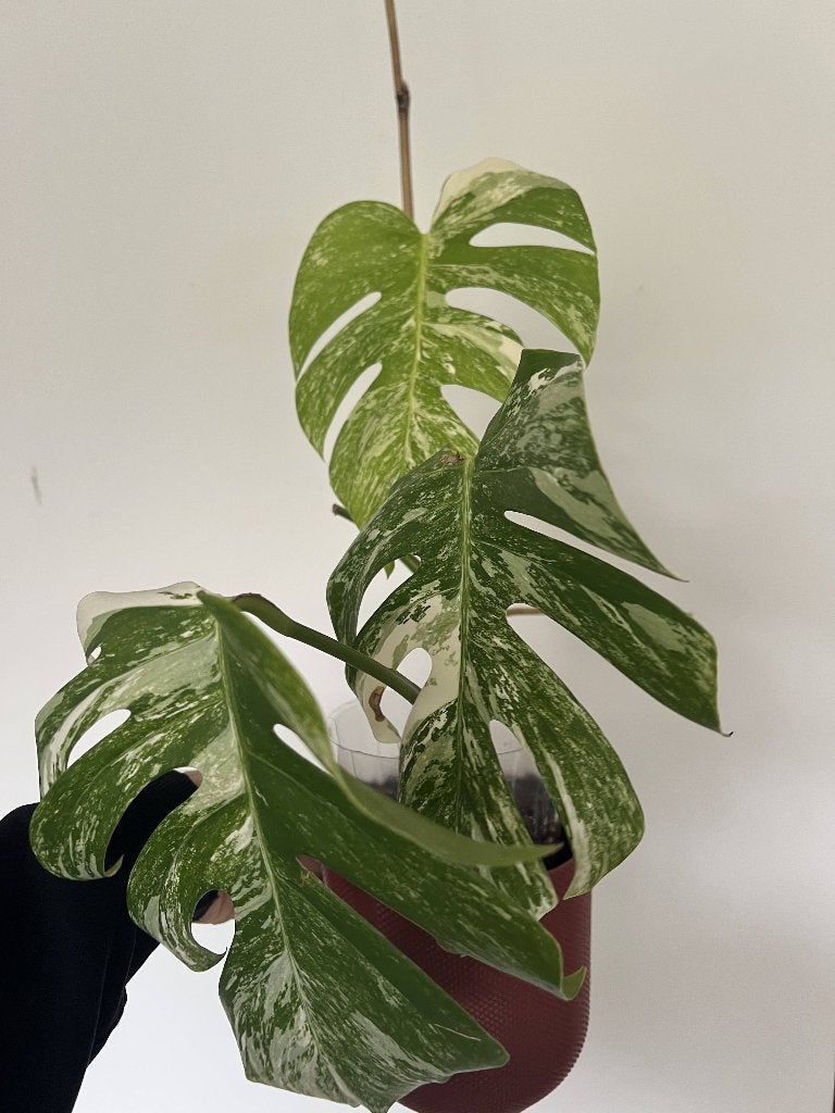 monstera deliciosa albo variegata, Enlèvement