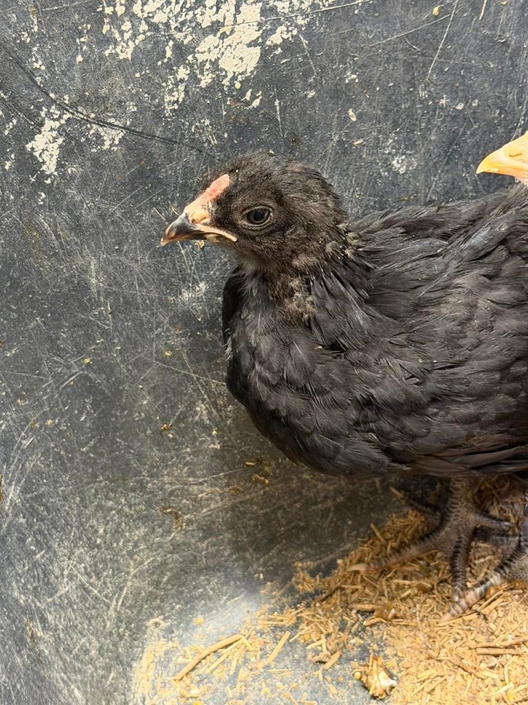 Jeune poussin croisé araucana/marans, Animaux & Accessoires
