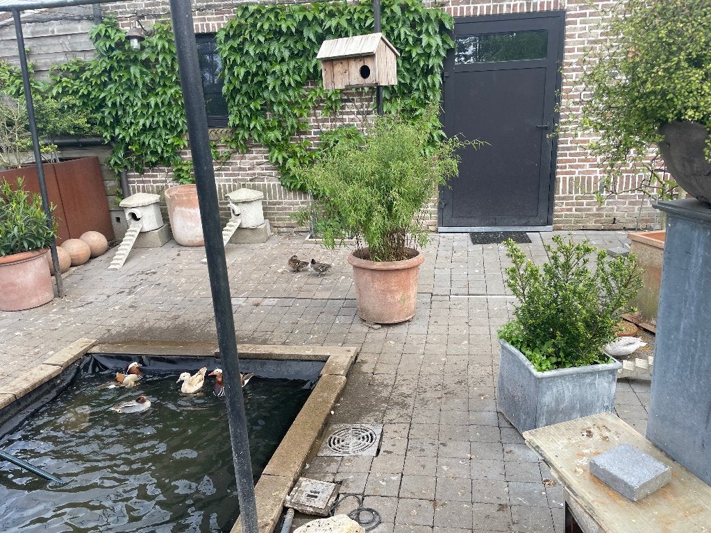 Eenden, Dieren en Toebehoren, Overige Dieren, Meerdere dieren, Mei