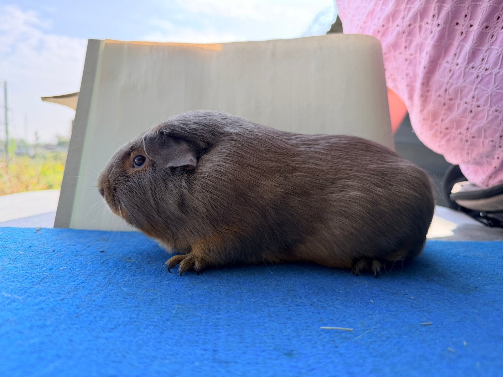 Gladhaar tan slate koppel, Dieren en Toebehoren, Juni, Meerdere dieren, Cavia