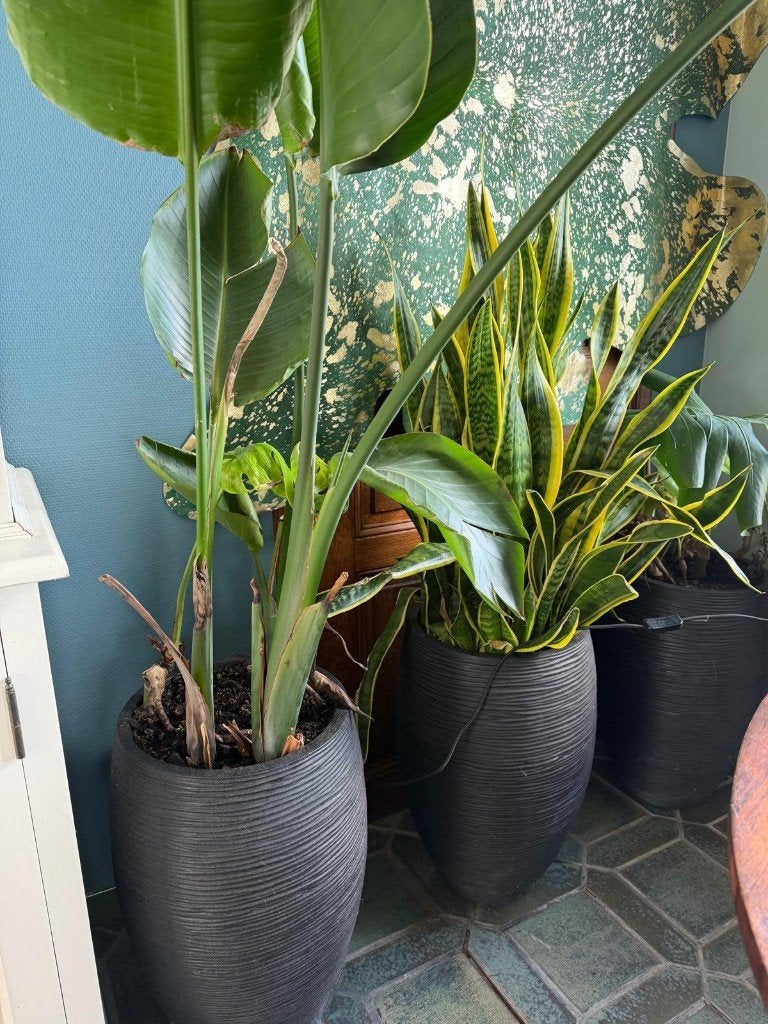 Bloempot met plant XL, Tuin en Terras, Ophalen, Zo goed als nieuw, Kunststof, Binnen