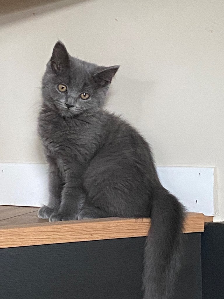 Britse korthaar, Kater, Met stamboom, 0 tot 2 jaar