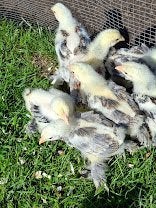 poussins de saumon Brahma, Sexe inconnu, Poule ou poulet
