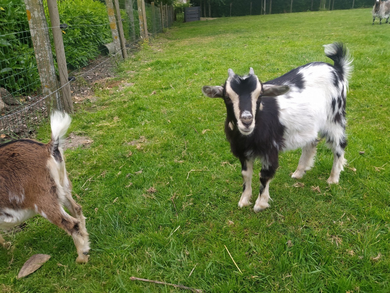 2 mooie hand tamme Miekes 4 maand oud   over, Vrouwelijk, Geit