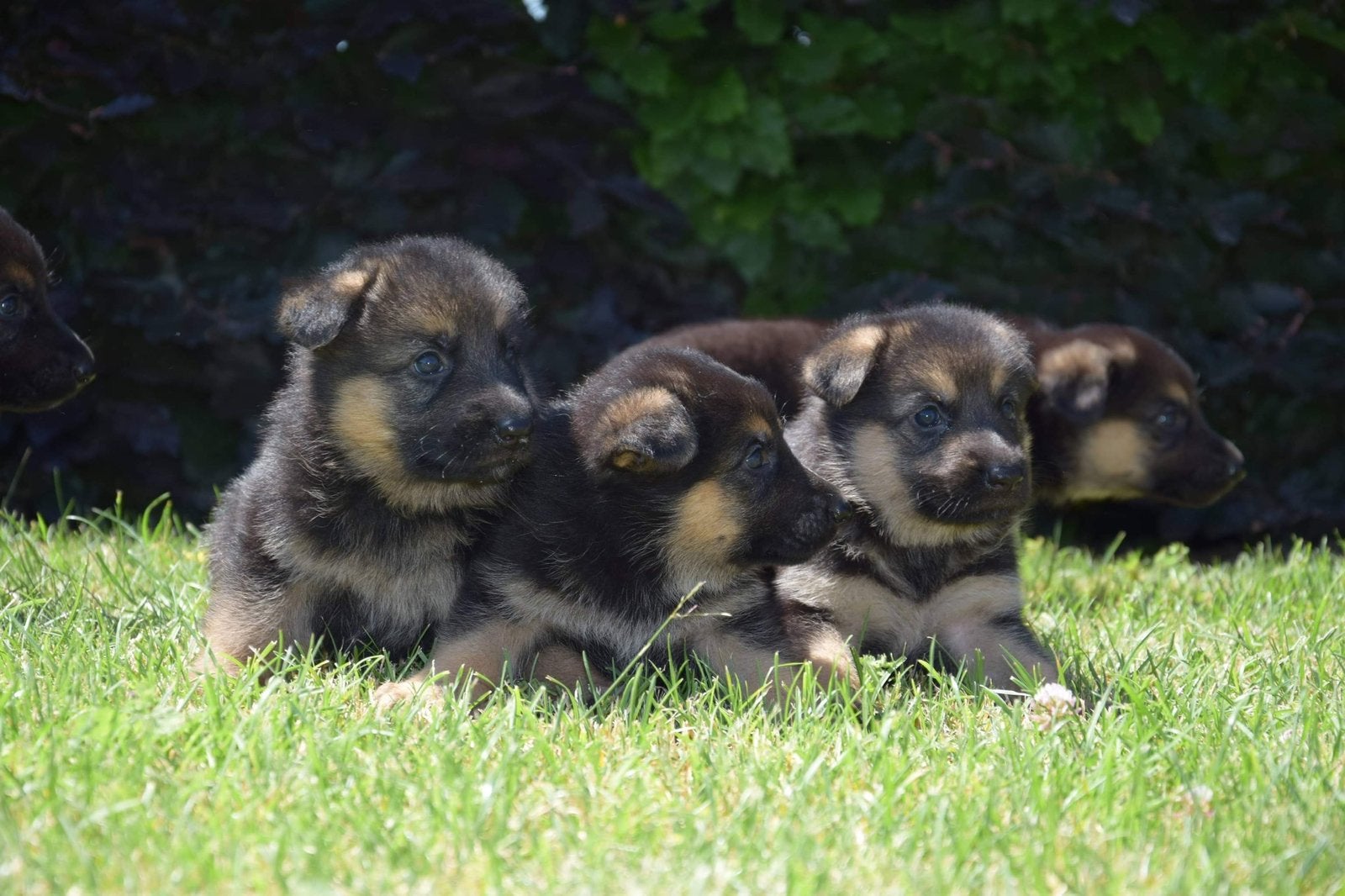 Chiots bergers allemands super mignons dans une ferme, 8 à 15 semaines, Plusieurs, Éleveur | Loisir, Hépatite contagieuse (maladie de Rubarth)
