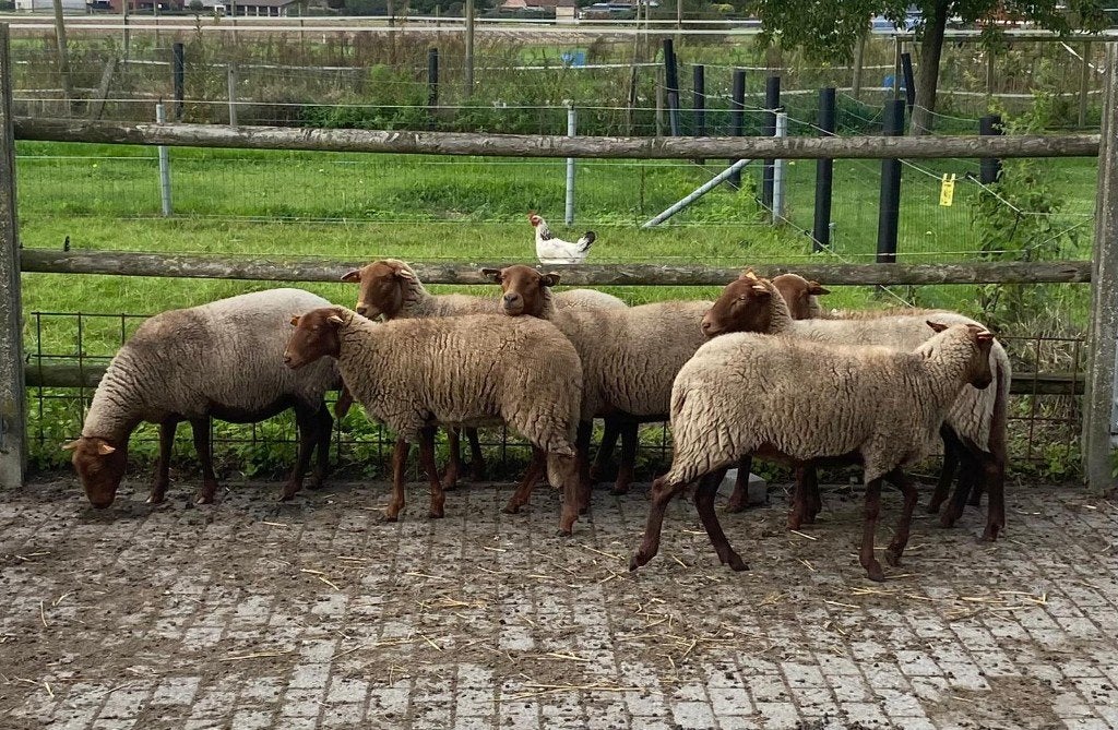 Ardeense Voskop ooien, Femelle, Mouton