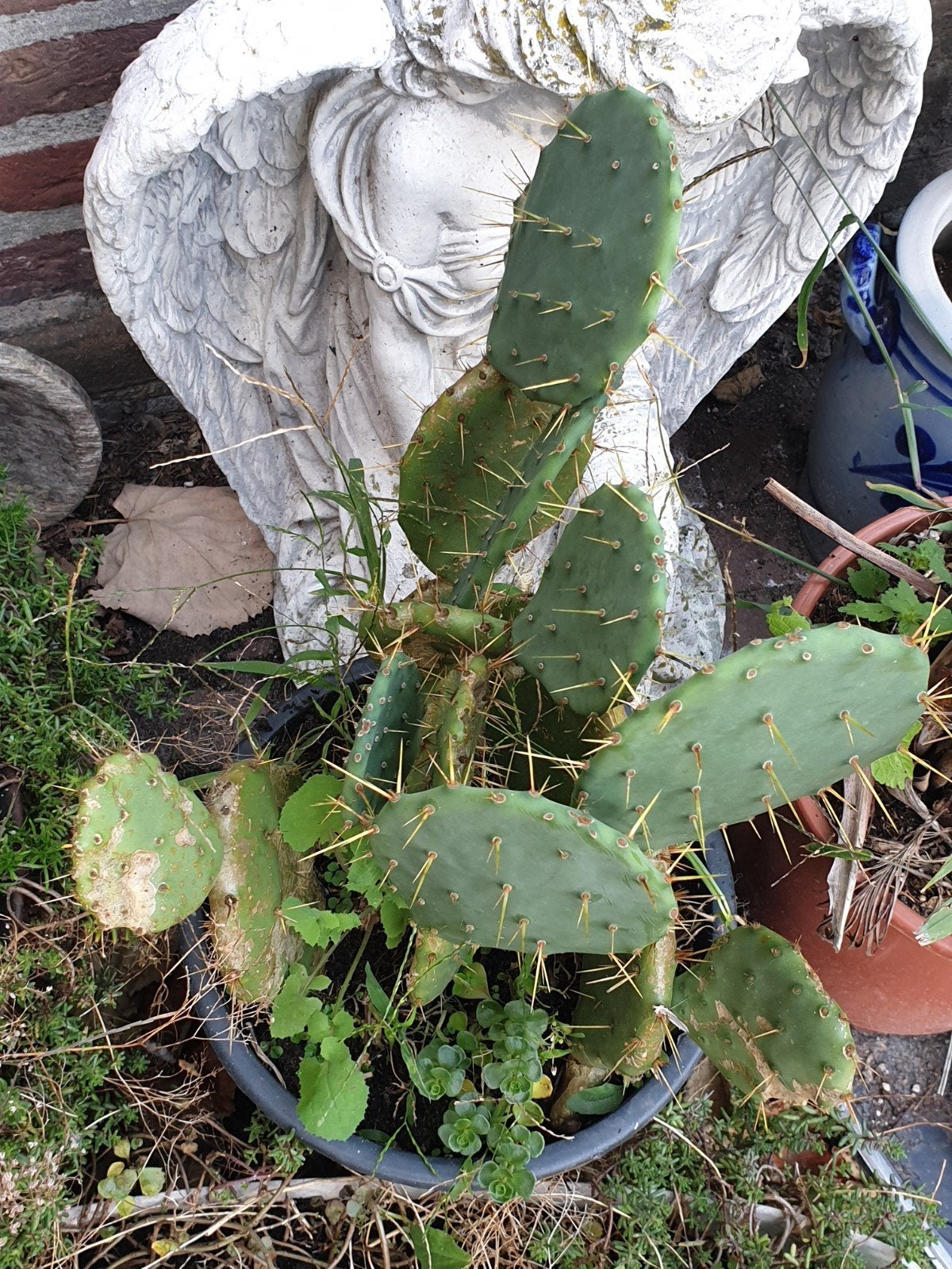 VIJGCACTUS GELE BLOEM, Ophalen of Verzenden
