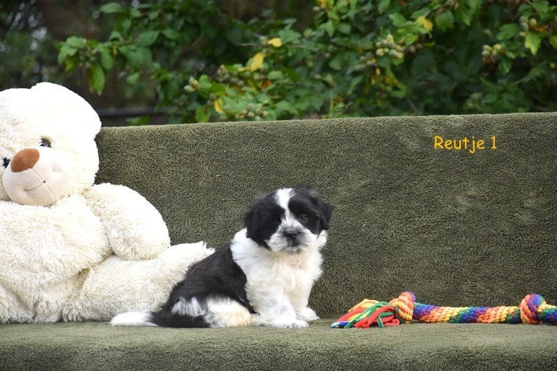 Prachtige Boomer pups, België, CDV (hondenziekte), 8 tot 15 weken, Meerdere