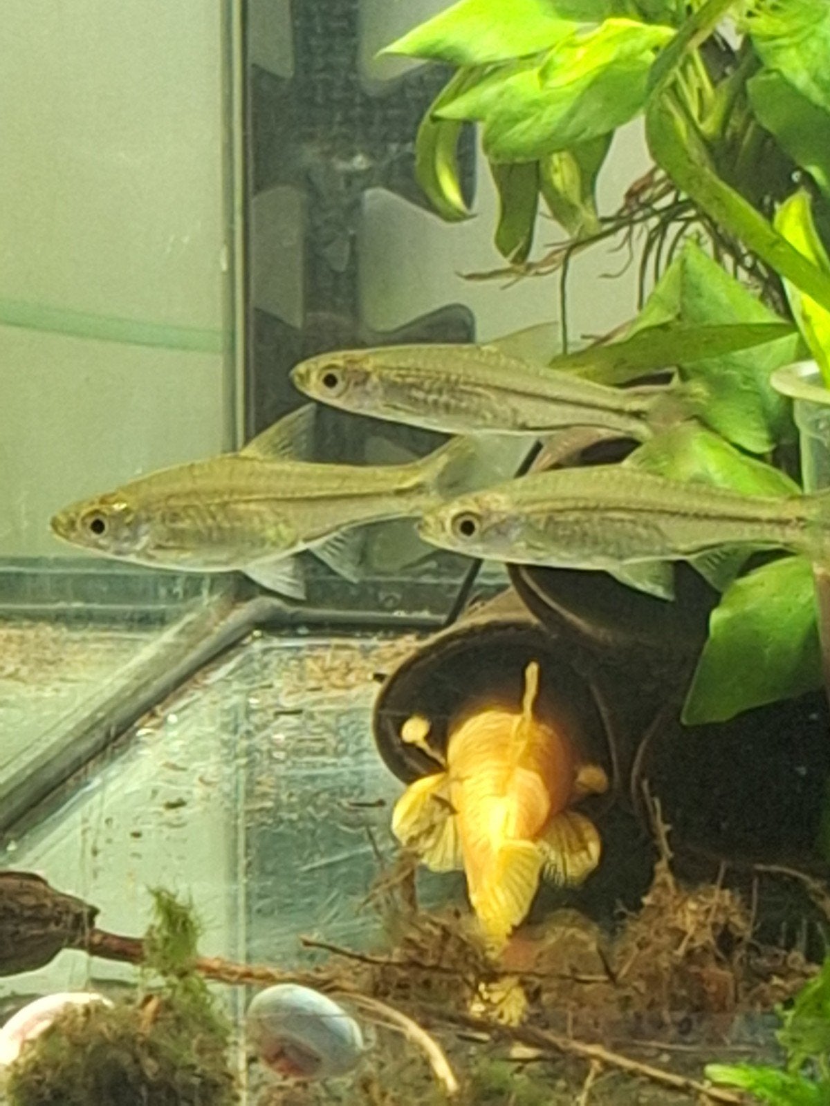 Rasbora's trilineata