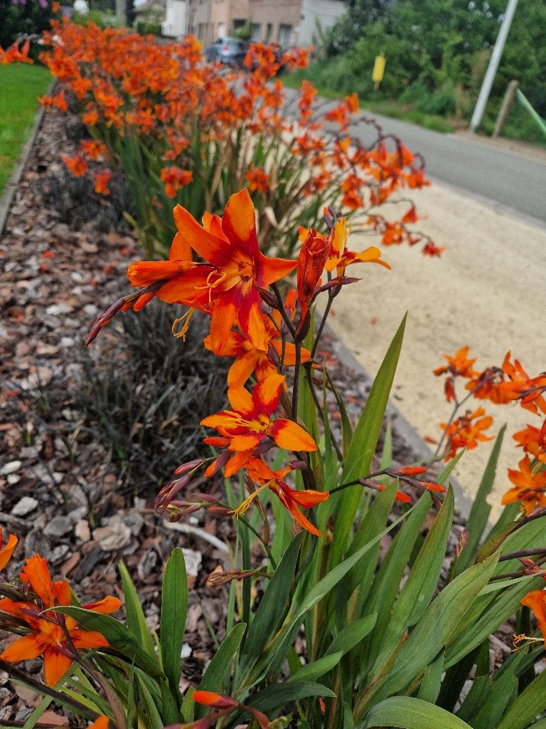 Crocosmia Mckenzy  5€ pet pot, Tuin en Terras, Planten | Tuinplanten, Volle zon, Vaste plant, Zomer, Ophalen