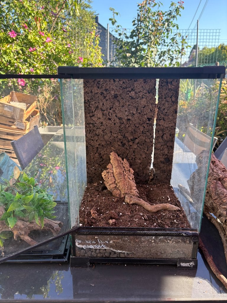 Terrarium, Enlèvement, Utilisé, Terrarium ou Paludarium