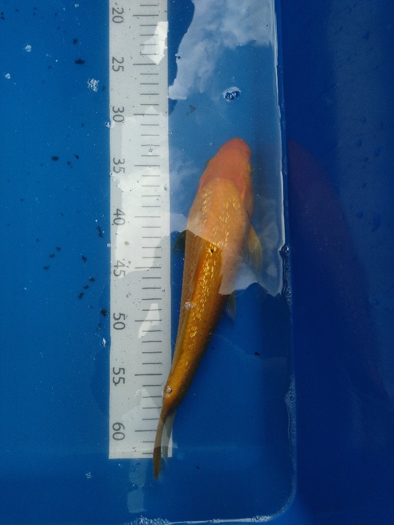 Ginrin Red Karashigoi, Dieren en Toebehoren, Karper of Koi