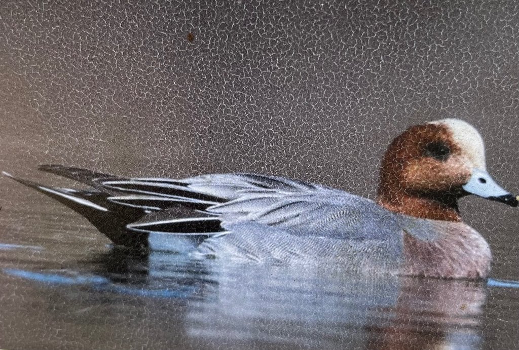 europese smienten, Dieren en Toebehoren, Vrouwelijk, Eend