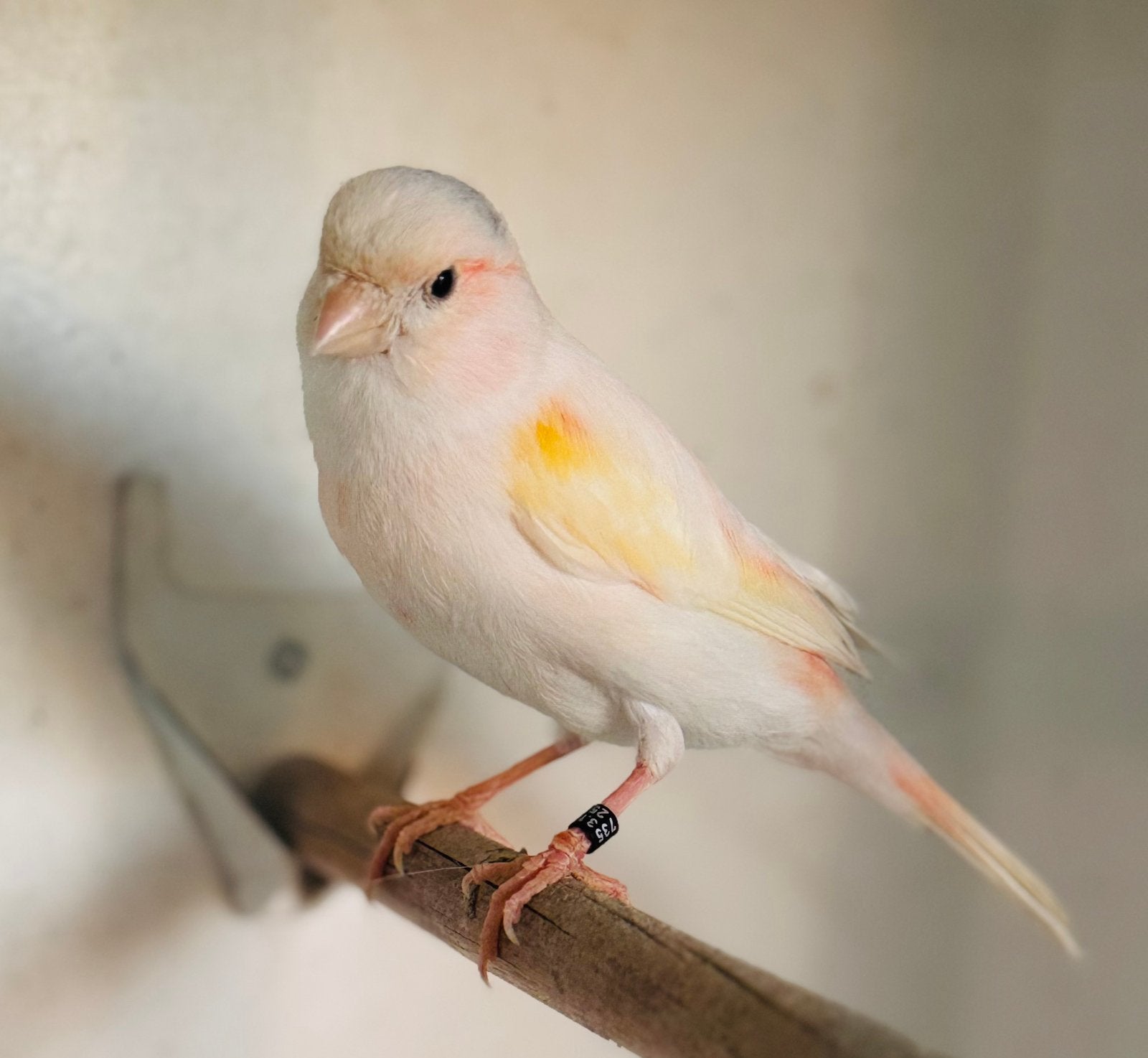 Mooie portugese harlekijn kanarie pop, Femelle, Canari de posture