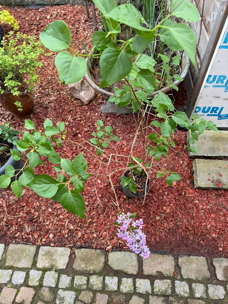Sering boompje, Tuin en Terras, Ophalen