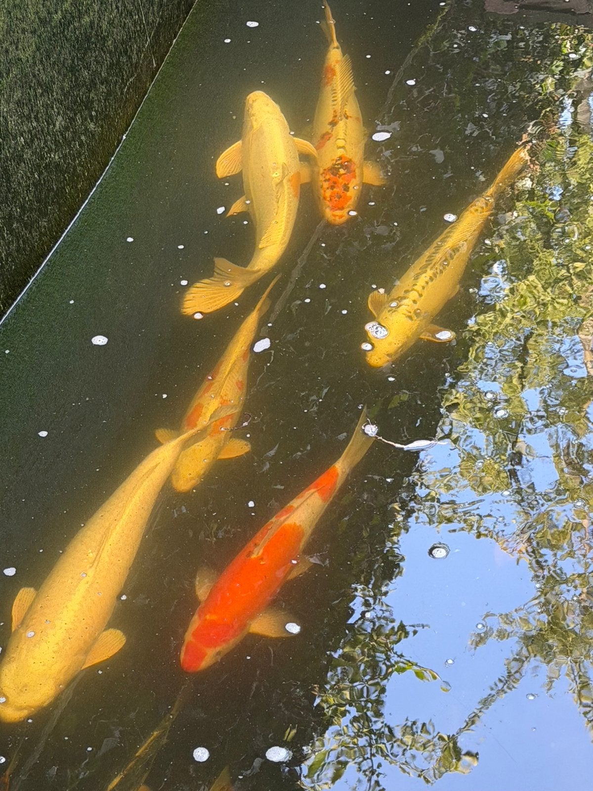 12 koi karpers tussen 12/50 cm, Dieren en Toebehoren